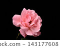 rose	 143177608