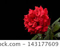 rose	 143177609