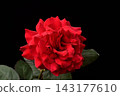 rose	 143177610