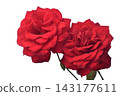 rose	 143177611
