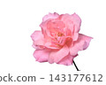 rose	 143177612