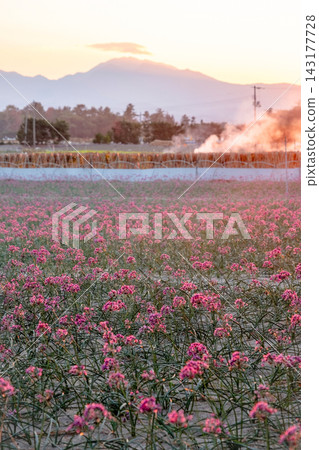 Shallot flowers and Mt. Daisen glowing in the setting sun (from Hokuei Town, Tottori Prefecture) Shallot flowers and Mt. Daisen glowing in the setting sun (from Hokuei Town, Tottori Prefecture) 143177728