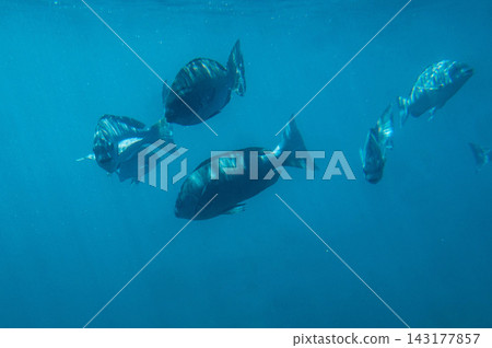 View of Ushibuka Marine Park from a glass-bottom boat View of Ushibuka Marine Park from a glass-bottom boat 143177857