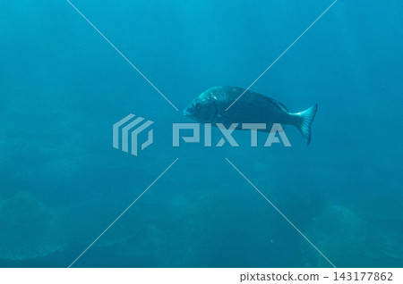 View of Ushibuka Marine Park from a glass-bottom boat View of Ushibuka Marine Park from a glass-bottom boat 143177862