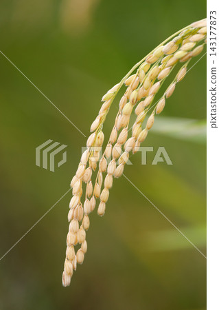 Golden ears of rice Golden ears of rice 143177873