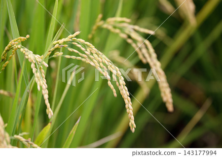 Golden ears of rice Golden ears of rice 143177994