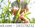 Farmers harvesting okra 143178232