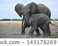 Maasai Mara Safari 143178269