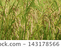 Rice stalks and lush green rice leaves as the harvest season approaches. 143178566