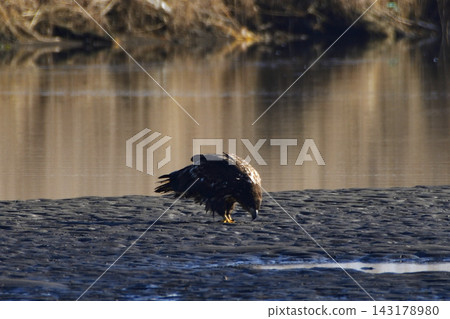 A young white-tailed eagle standing on the mudflats of Lake Tofutsu. A young white-tailed eagle standing on the mudflats of Lake Tofutsu. 143178980