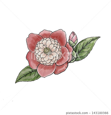 紅山茶花 紅山茶花 143180366