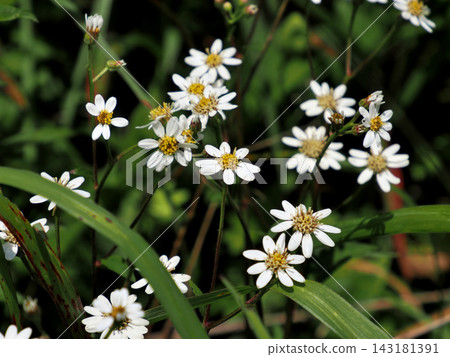 白山菊(Aster scaber)*地點:長野縣屋島原濕原 白山菊(Aster scaber)*地點:長野縣屋島原濕原 143181391