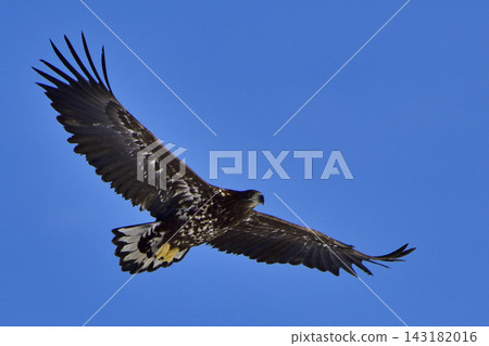 White-tailed eagle Flight of young bird White-tailed eagle Flight of young bird 143182016