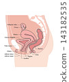 Side view of the female reproductive organs; cross-section of the uterus; English text. 143182535