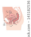 Side view of the female reproductive organs: Cross-section of the uterus (sagittal section) 143182536