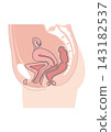 Side view of the female reproductive organs; cross-section of the uterus; no text. 143182537