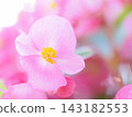 Cute pink begonia 143182553