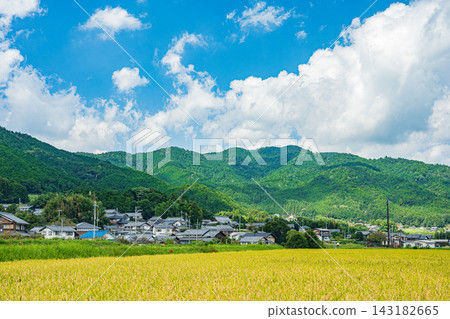 滋賀縣大津市伊賀立,收割前的梯田稻田 滋賀縣大津市伊賀立,收割前的梯田稻田 143182665