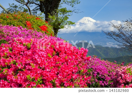 從靜岡縣伊豆之國市葛城山眺望春天的富士山。 143182980
