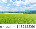 Summer countryside scenery 143183560