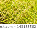 Close-up of ears of rice before harvest 143183562