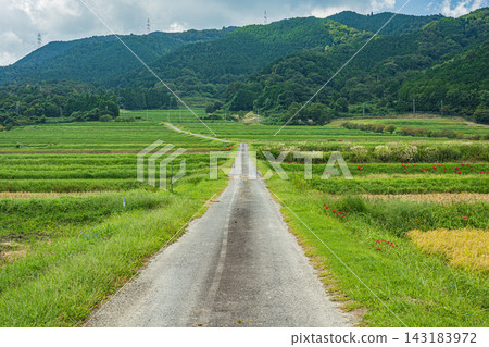 在滋賀縣大津市伊賀立町,一條公路穿越層層疊疊的梯田。 在滋賀縣大津市伊賀立町,一條公路穿越層層疊疊的梯田。 143183972