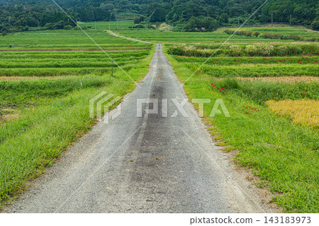 在滋賀縣大津市伊賀立町,一條公路穿越層層疊疊的梯田。 在滋賀縣大津市伊賀立町,一條公路穿越層層疊疊的梯田。 143183973