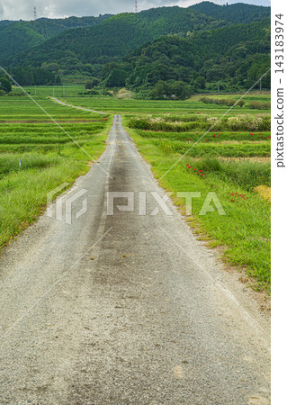 在滋賀縣大津市伊賀立町,一條公路穿越層層疊疊的梯田。 在滋賀縣大津市伊賀立町,一條公路穿越層層疊疊的梯田。 143183974