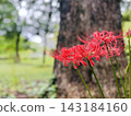 Red spider lilies blooming beside a large tree in an autumn park 143184160