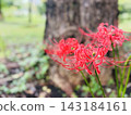 Red spider lilies blooming beside a large tree in an autumn park 143184161