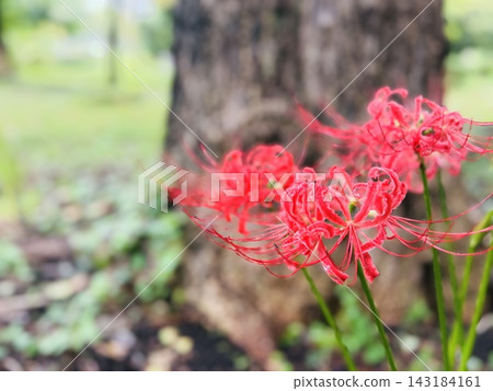 秋日公園裡,一棵大樹旁盛開著紅色的彼岸花。 秋日公園裡,一棵大樹旁盛開著紅色的彼岸花。 143184161