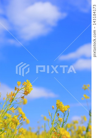Rapeseed fields spreading all over Rapeseed fields spreading all over 143184173