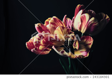 Variegated red and yellow tulips displaying beautiful striped petals on dark background Variegated red and yellow tulips displaying beautiful striped petals on dark background 143184301