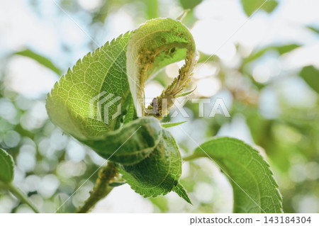 Ant protecting and collecting honeydew from aphids infesting green plant leaf 143184304