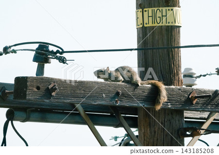 a utility pole and a squirrel#34 143185208
