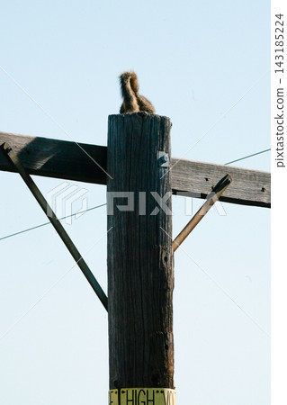 a utility pole and a squirrel#15 a utility pole and a squirrel#15 143185224