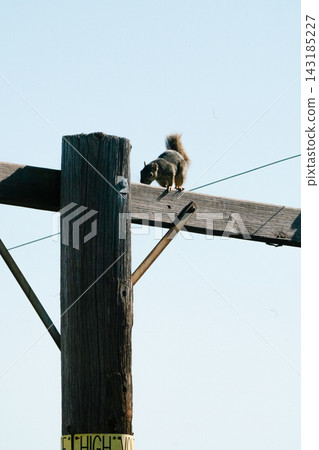 a utility pole and a squirrel#17 143185227