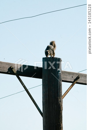 a utility pole and a squirrel#18 143185228