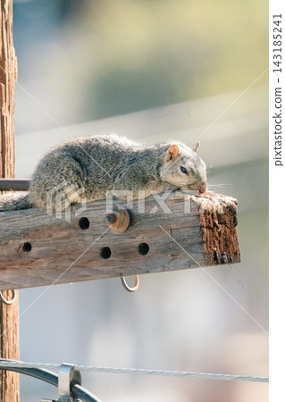 a utility pole and a squirrel#9 a utility pole and a squirrel#9 143185241