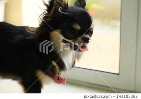 tiny black and brown furry dog in home, cute chihuahua canine 143185362