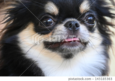 tiny black and brown furry dog in home, cute chihuahua canine tiny black and brown furry dog in home, cute chihuahua canine 143185363