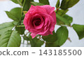 Pink rose flower 143185500