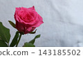 Pink rose flower 143185502