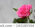 Pink rose flower 143185504