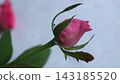Pink rose flower 143185520