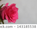 Pink rose flower 143185538