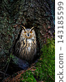 The owl cautiously climbs out of the hollow 143185599