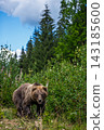 Grizzly bear walking through a lush green forest with tall trees and blue sky in the background, showcasing its powerful physique and natural habitat 143185600