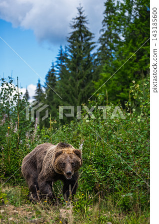 Grizzly bear walking through a lush green forest with tall trees and blue sky in the background, showcasing its powerful physique and natural habitat Grizzly bear walking through a lush green forest with tall trees and blue sky in the background, showcasing its powerful physique and natural habitat 143185600