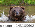 Brown bear shaking off water after swimming in a river, droplets splashing around its head, with lush green foliage in the background 143185602